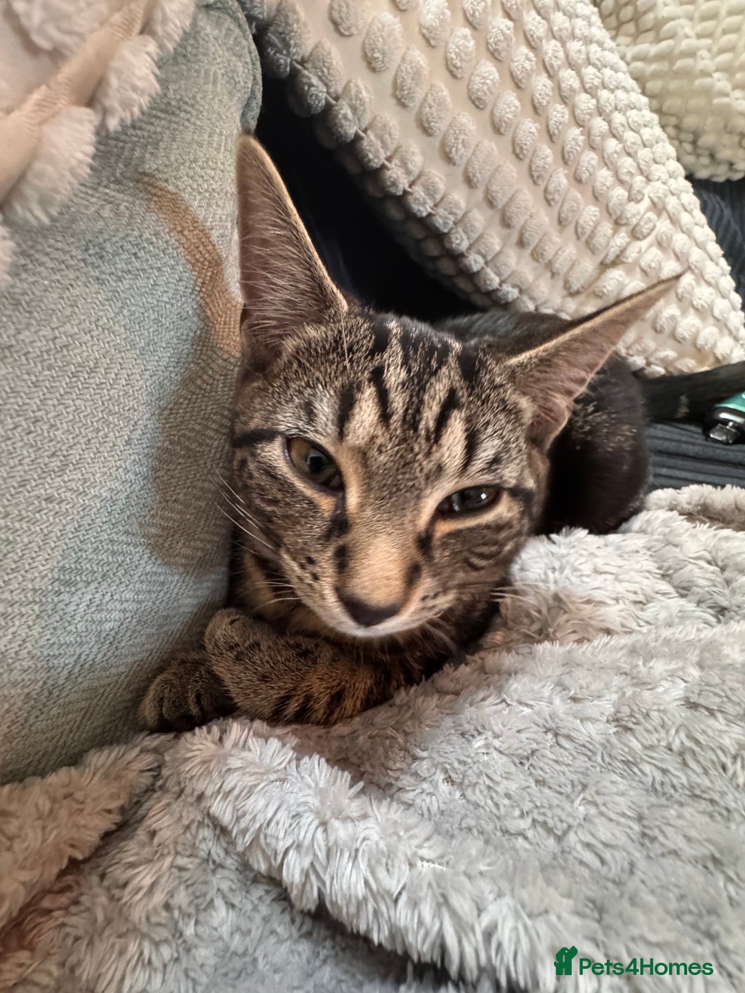 Mixed Breed cats for sale: 18 week old tabby male kitten - Image 3