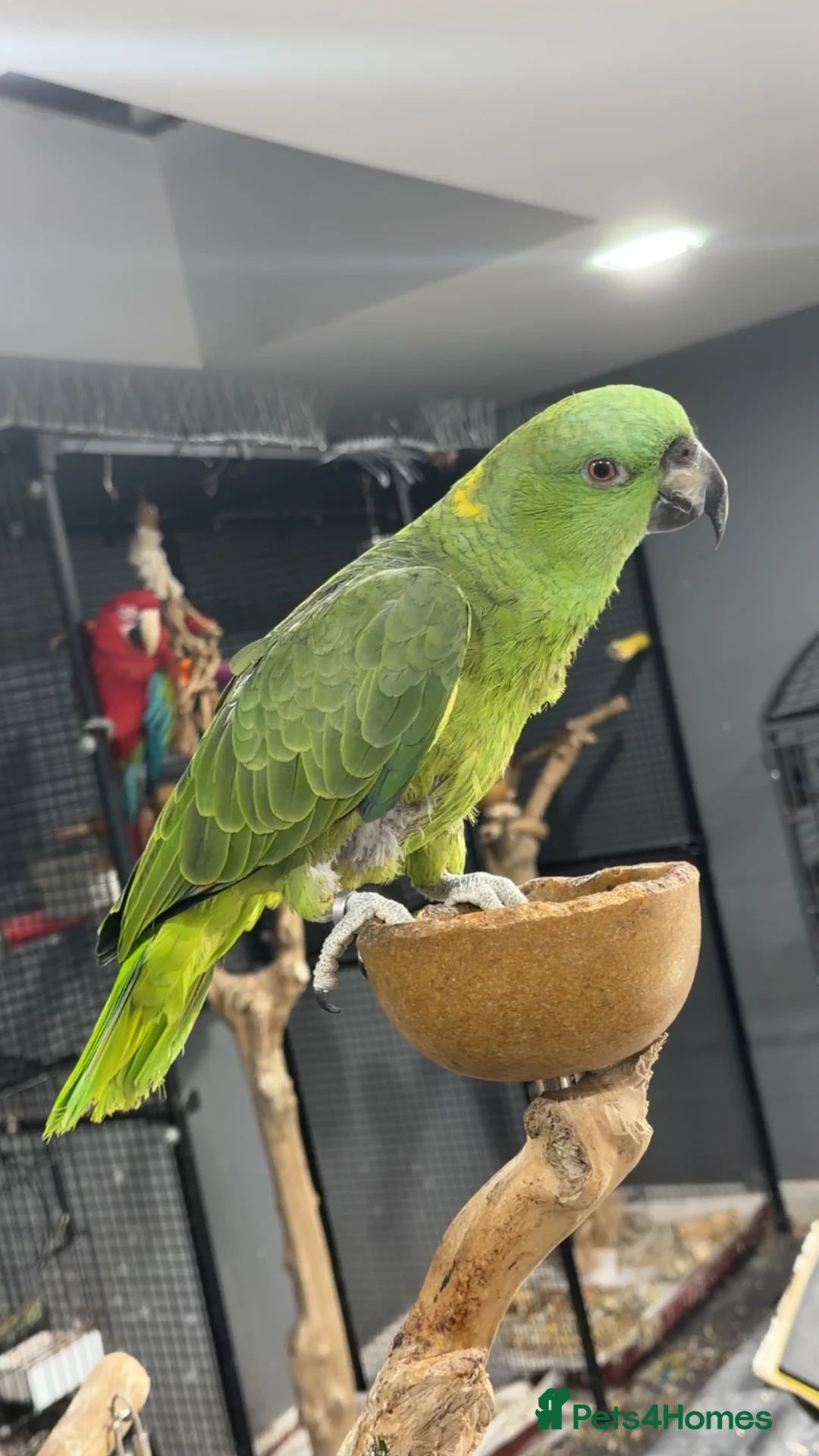 Parrots birds for sale: Yellow-naped Amazon parrot 🦜  - Advert 7