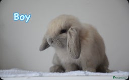 Mini Lop rabbits for sale: Beautiful pure mini lop bunnies  - Image 14