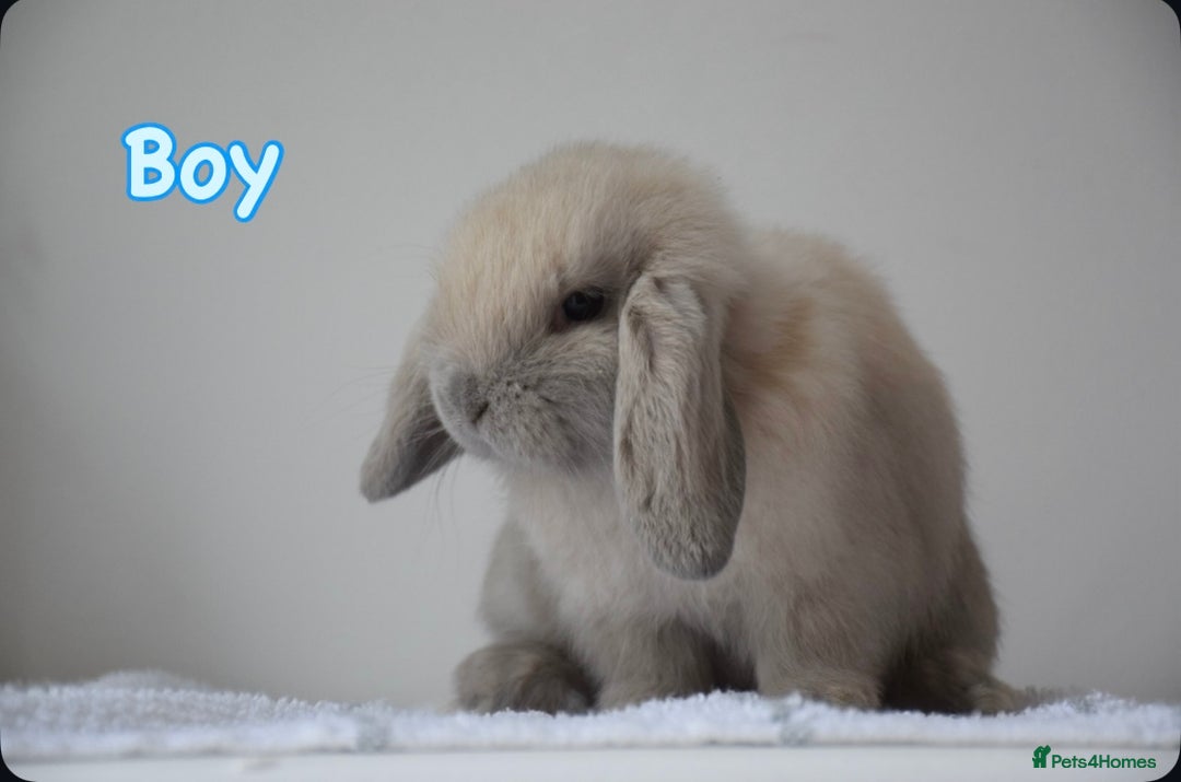 Mini Lop rabbits for sale: Beautiful pure mini lop bunnies  - Image 14