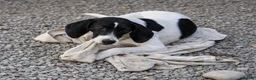 Pointer dogs for adoption: Oliver.From Broken to Brave.Ready for Forever Home - Advert 10