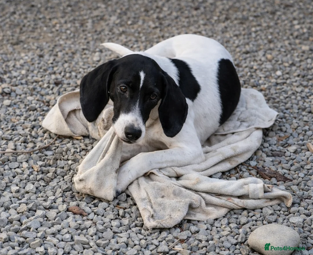 Pointer dogs for adoption: Oliver.From Broken to Brave.Ready for Forever Home - Advert 10