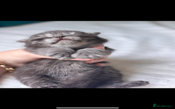British Shorthair cats for sale: British shorthair kittens - Image 2