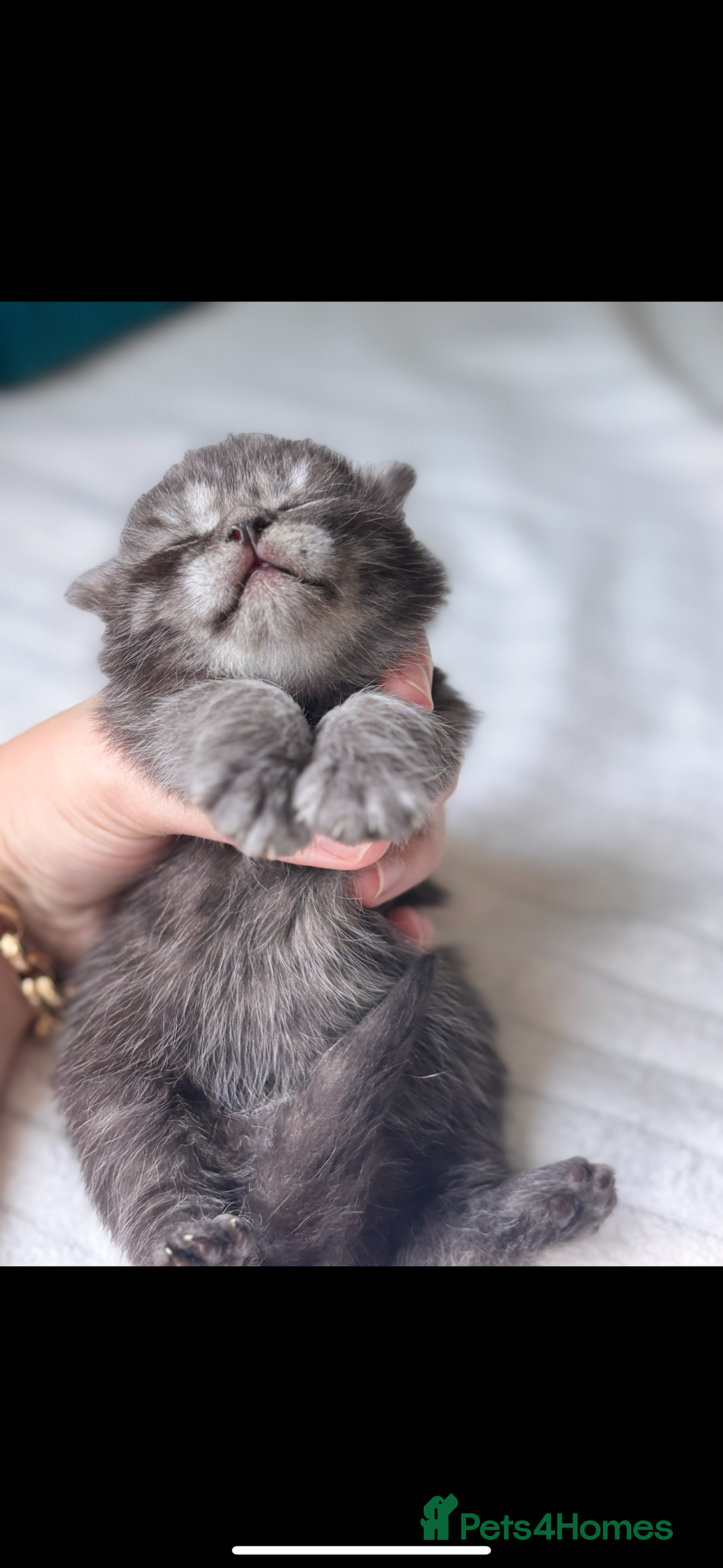 British Shorthair cats for sale: British shorthair kittens - Image 2