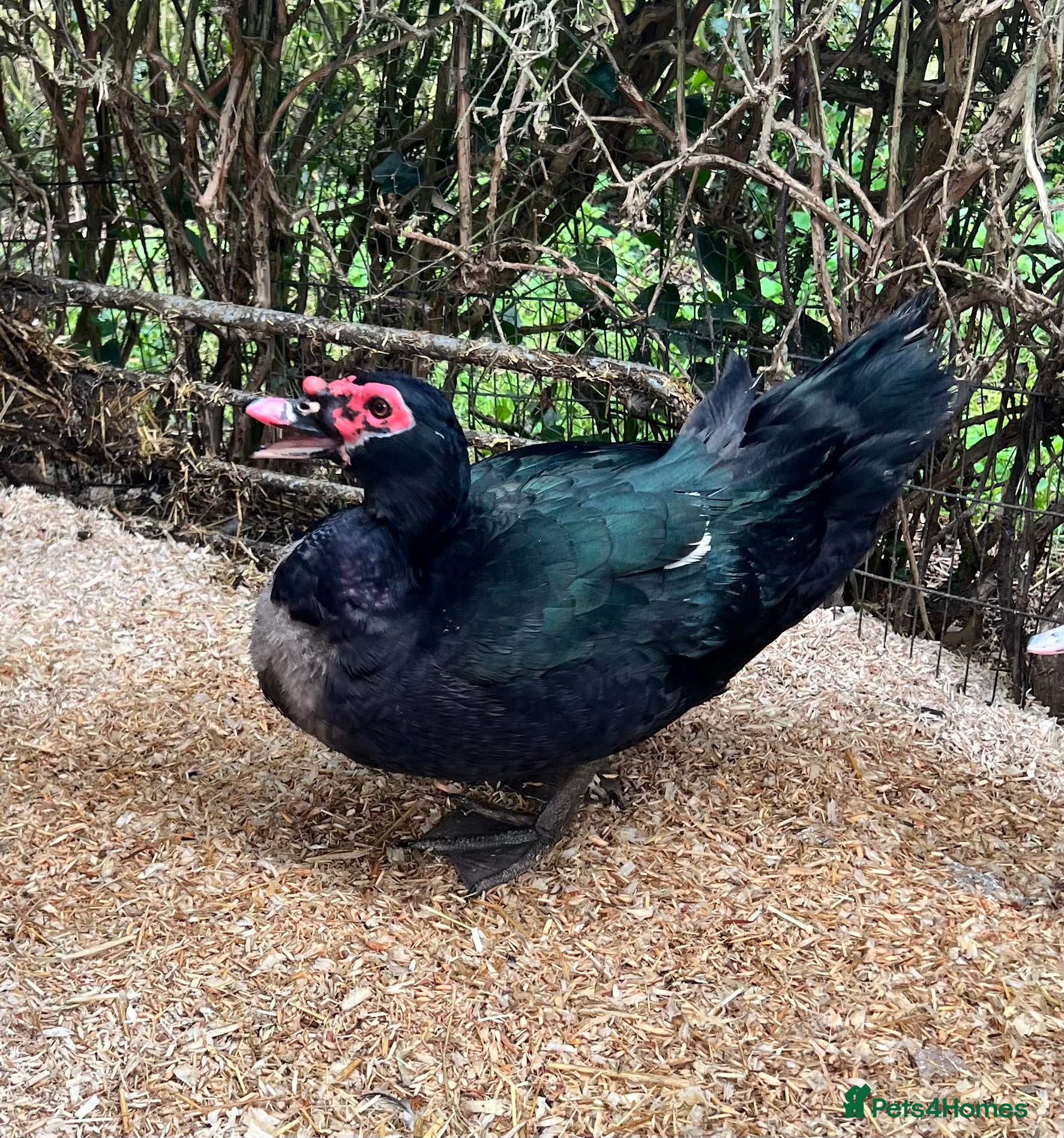 Ducks poultry Pre-order - Black Muscovy Duck Hatching eggs - Advert 1