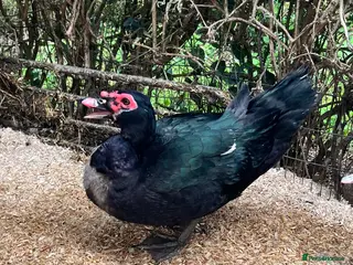 Ducks poultry Pre-order - Black Muscovy Duck Hatching eggs - Advert 2