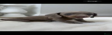 Dachshund Puppy 7
