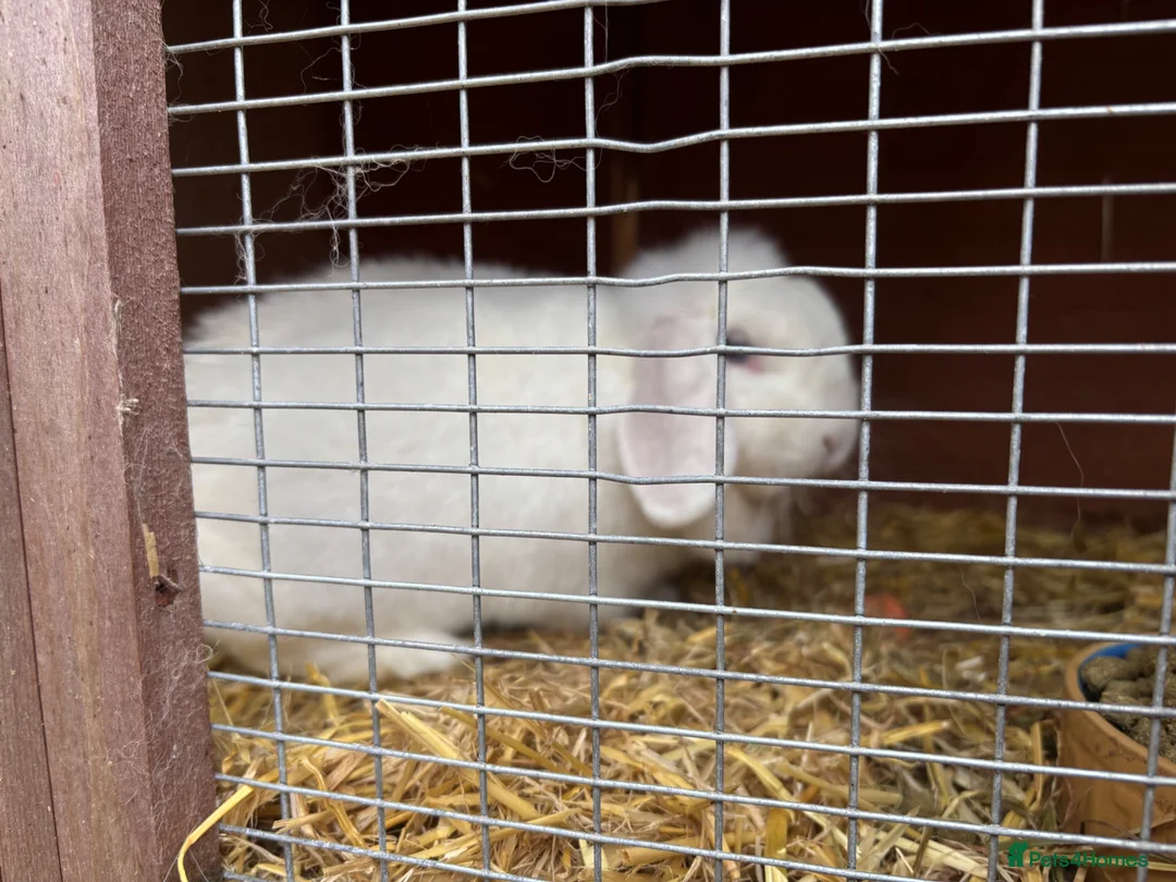 Mini Lop rabbits for sale: Female Mini lop looking for her forever home  - Advert 2