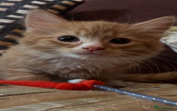 Mixed Breed cats for sale: Stunning kittens ready now - Image 2