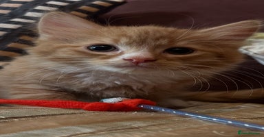 Mixed Breed cats - Advert 9