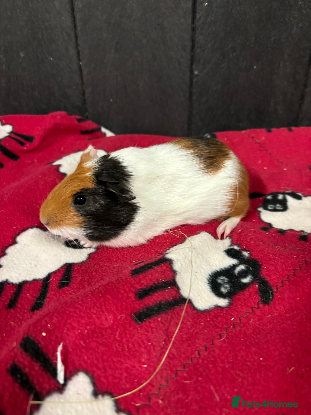 Guinea Pig rodents for sale: Stunning boar guinea pigs  - Image 6
