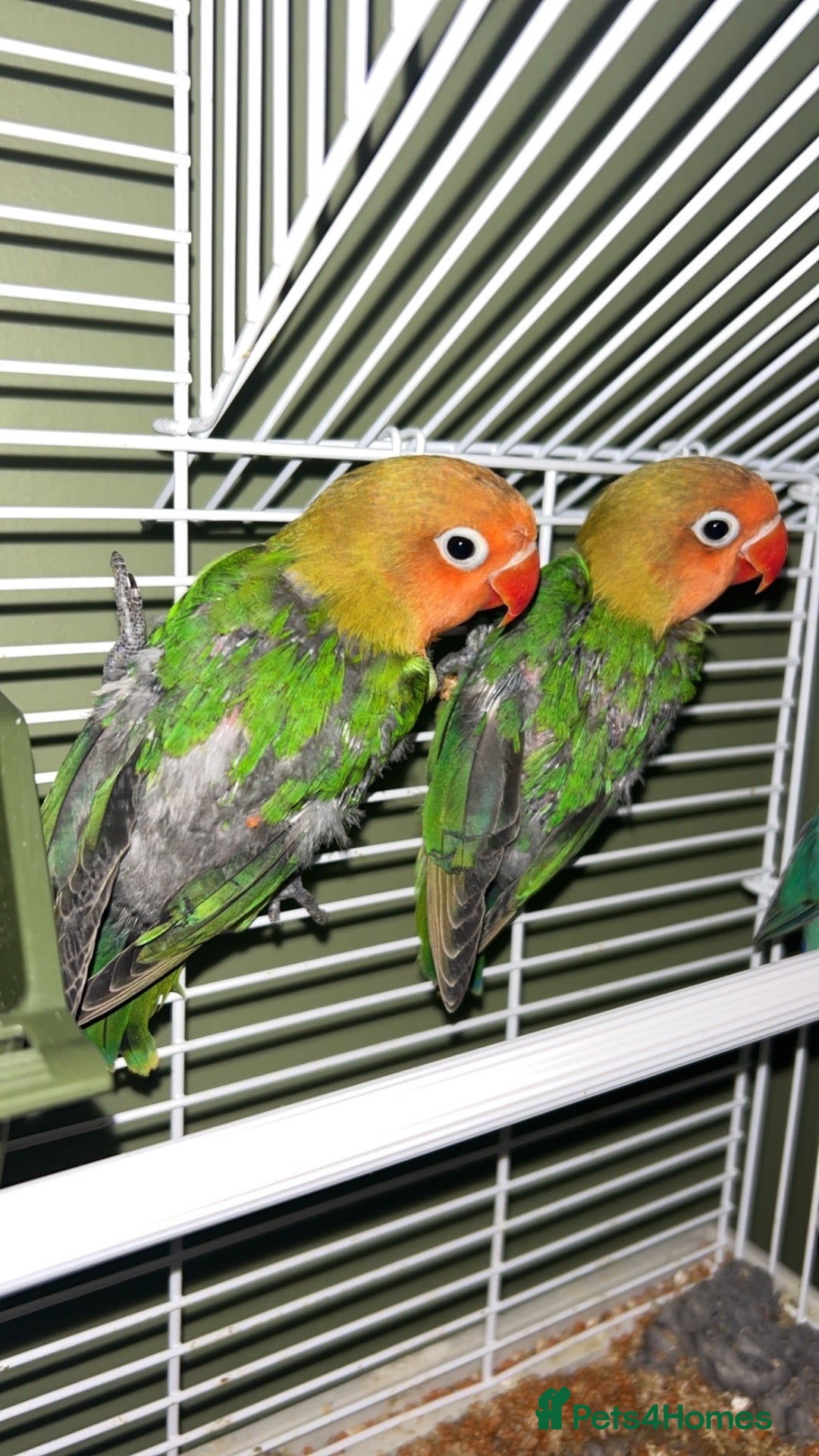 Lovebirds birds Love birds for sale  - Advert 1