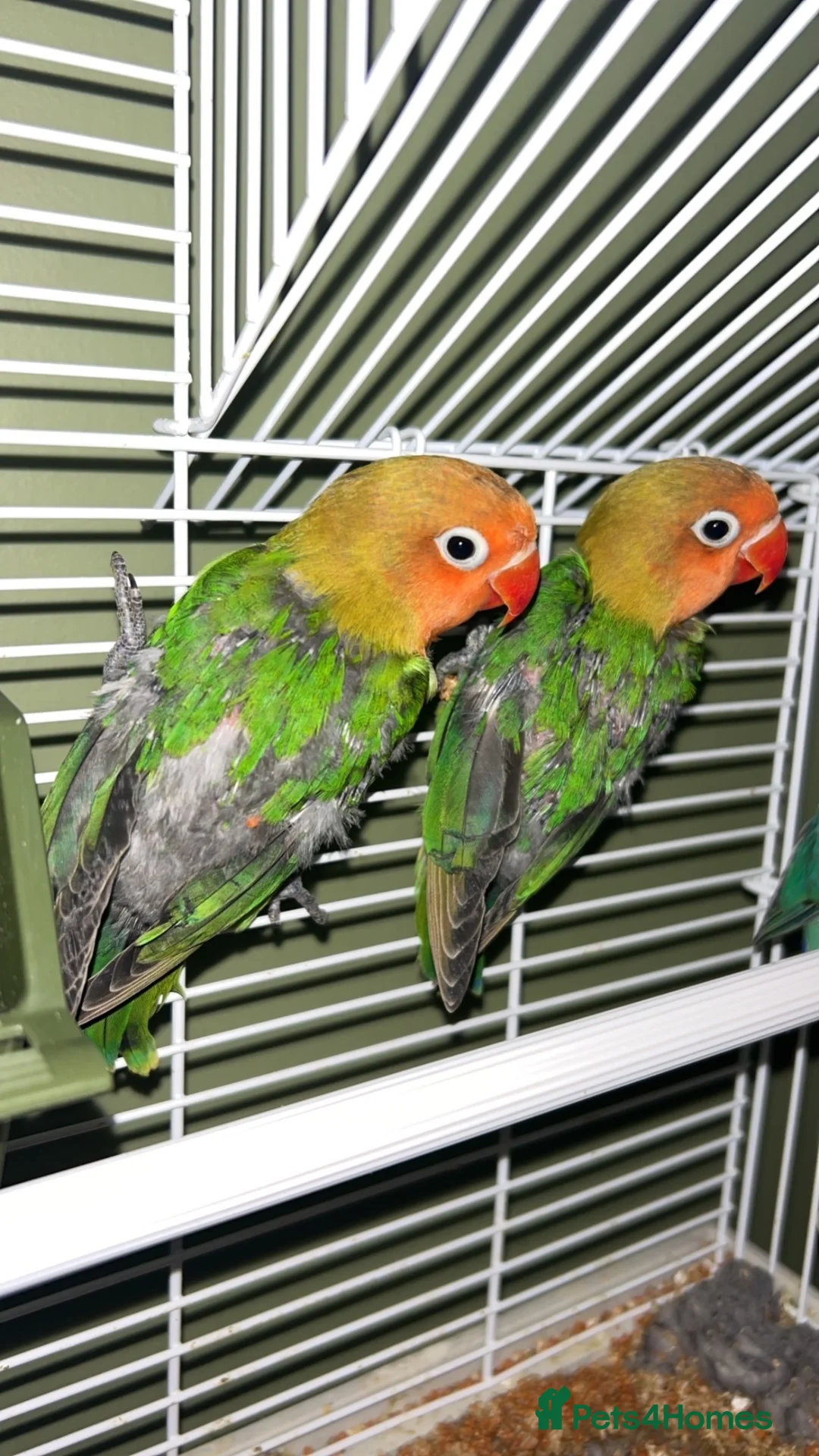 Lovebirds birds for sale: Love birds for sale  - Advert 1