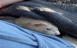 Ferret rodents for sale: 1 boy 1 girl ferrets  - Image 10