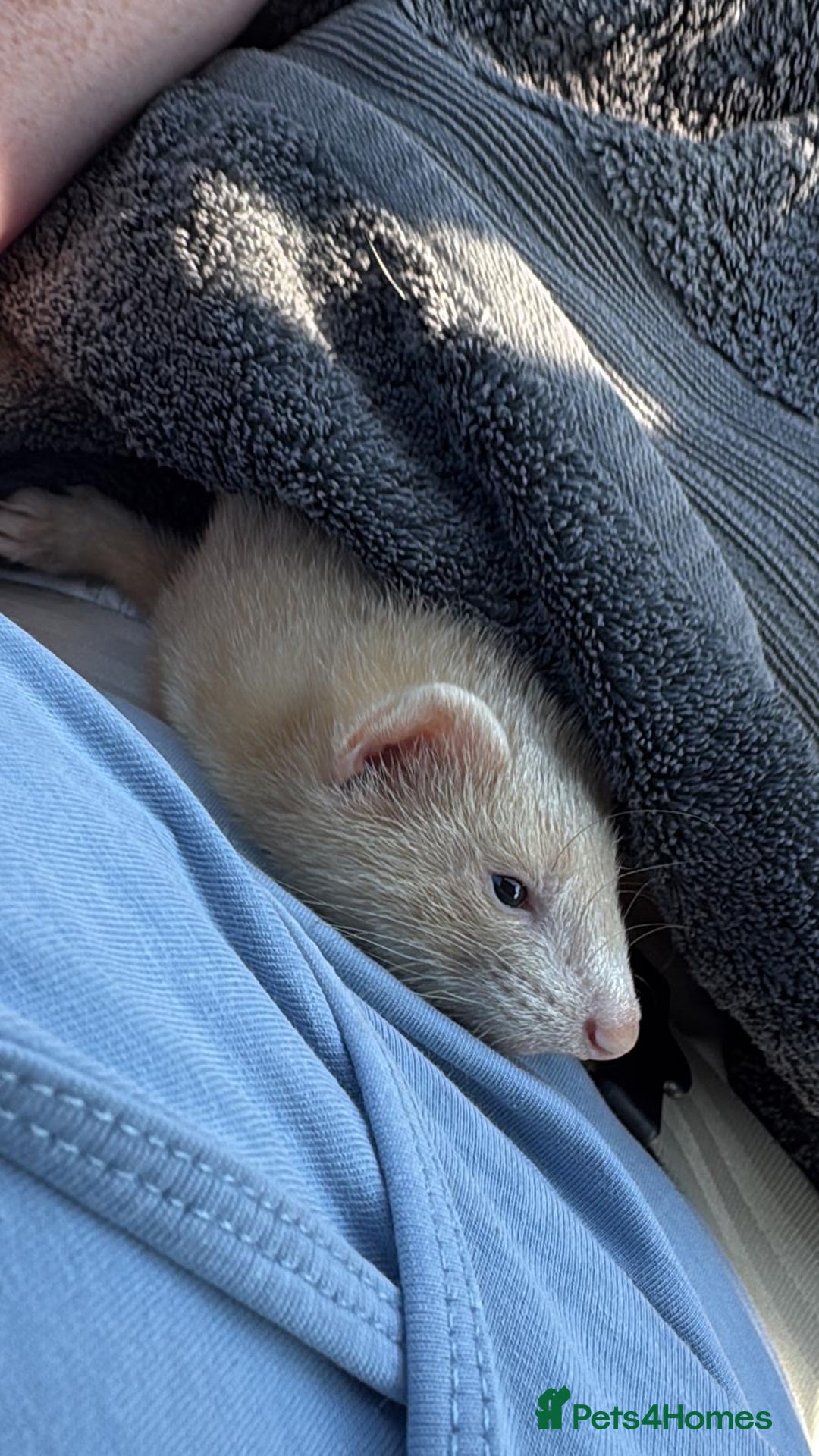 Ferret rodents for sale: 1 boy 1 girl ferrets  - Image 10