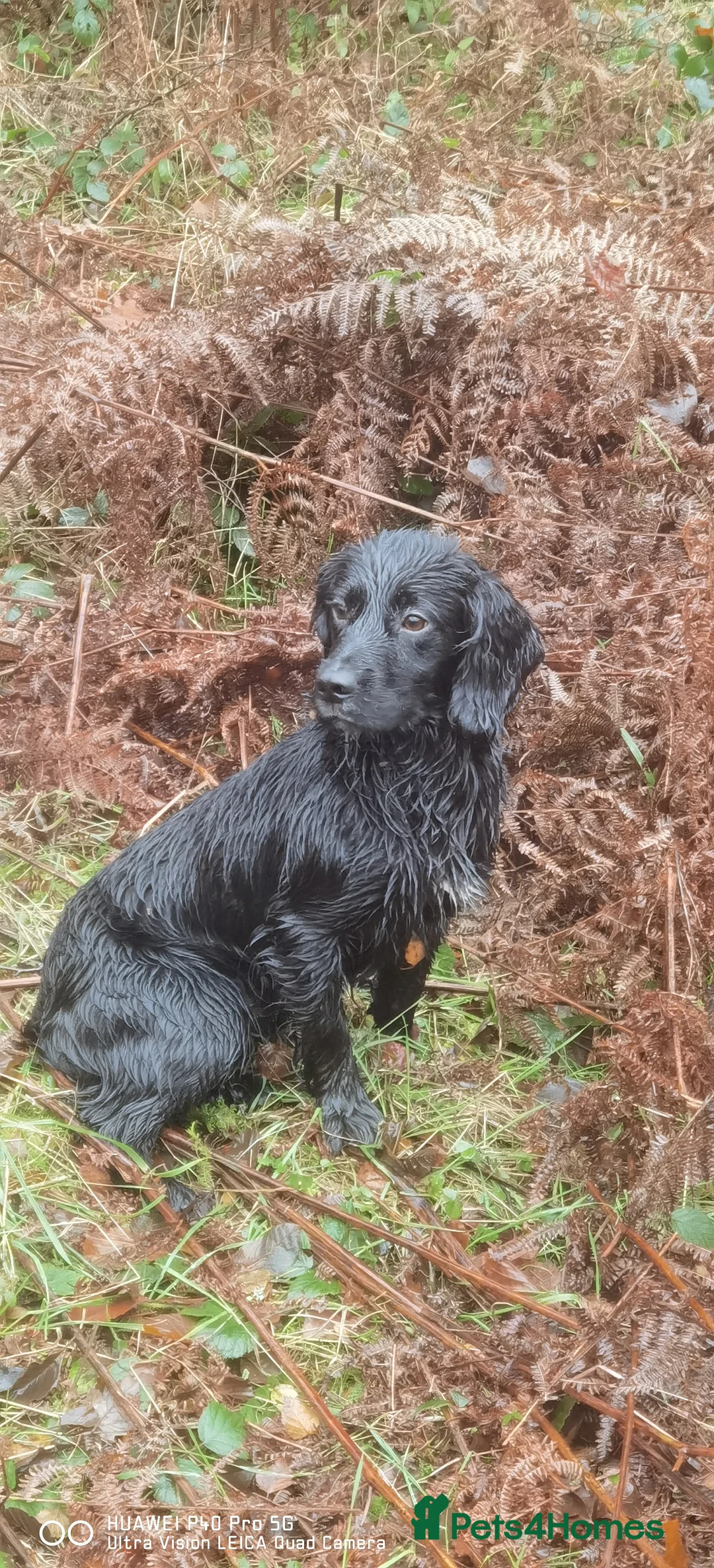 Cocker Spaniel dogs for stud: Fully health tested for stud in Preston - Advert 3