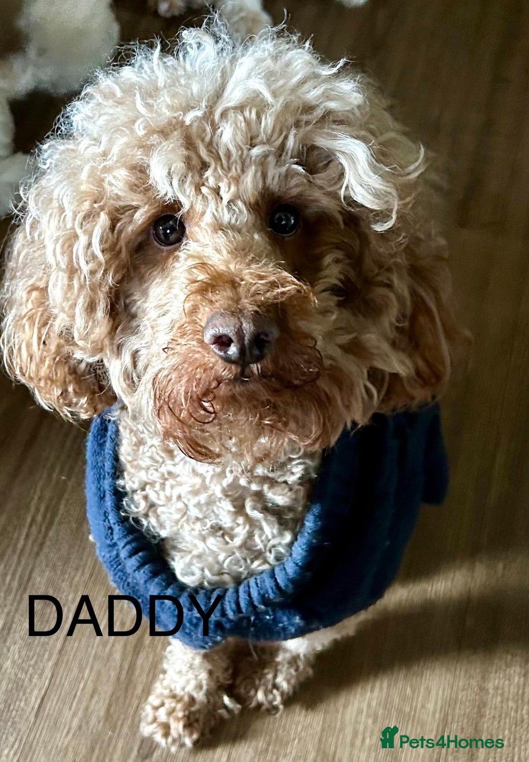 Labradoodle dogs for sale: 🥰 Cute Miniature labradoodle Pups 💖💕 - Advert 6