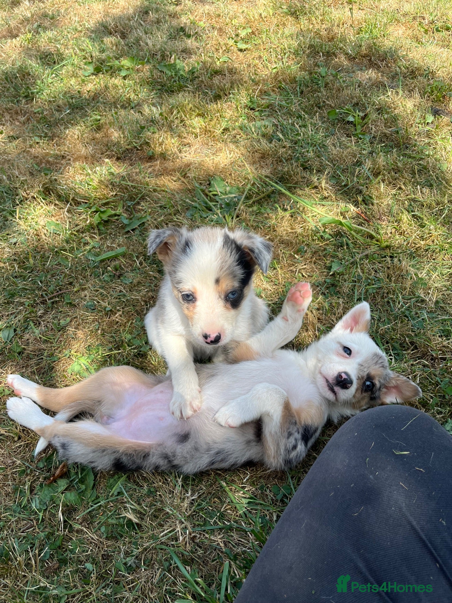 Border Collie dogs Merle collies for sale 👀 - Advert 1