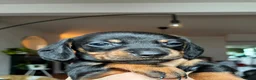 Miniature Dachshund dogs for sale: Beautiful Miniature Dachshund Puppies - Advert 2