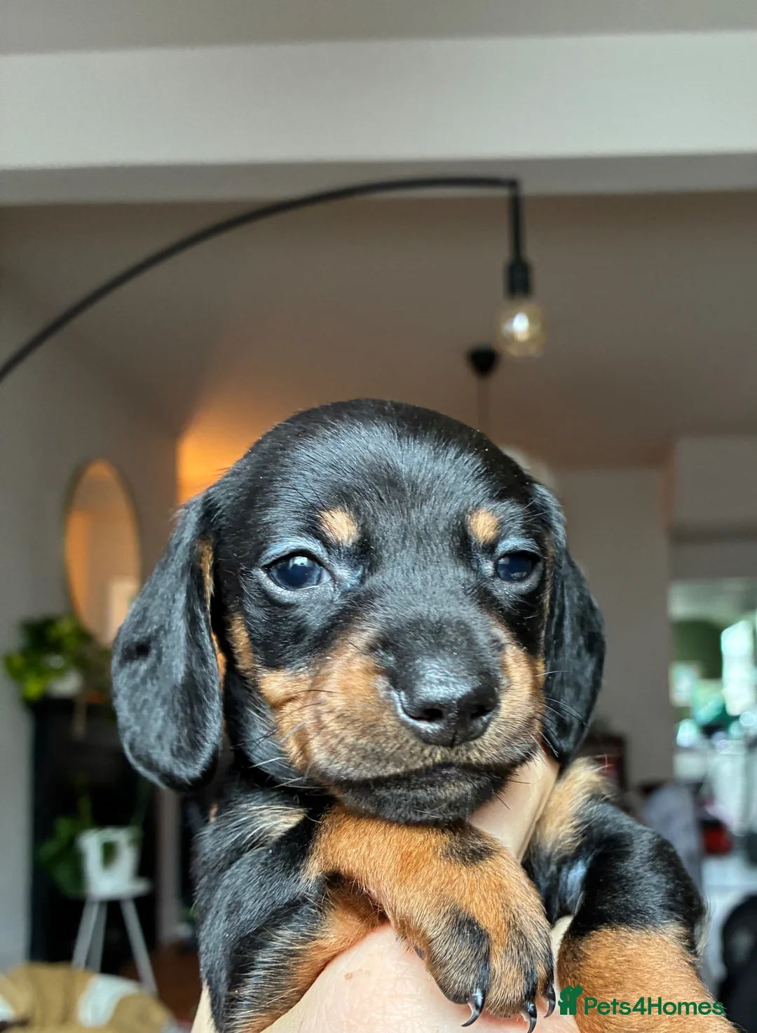 Miniature Dachshund dogs for sale: Beautiful Miniature Dachshund Puppies - Advert 2