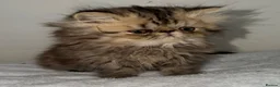 Persian cats for sale: 2 Male Gccf Persian Kittens  - Advert 4
