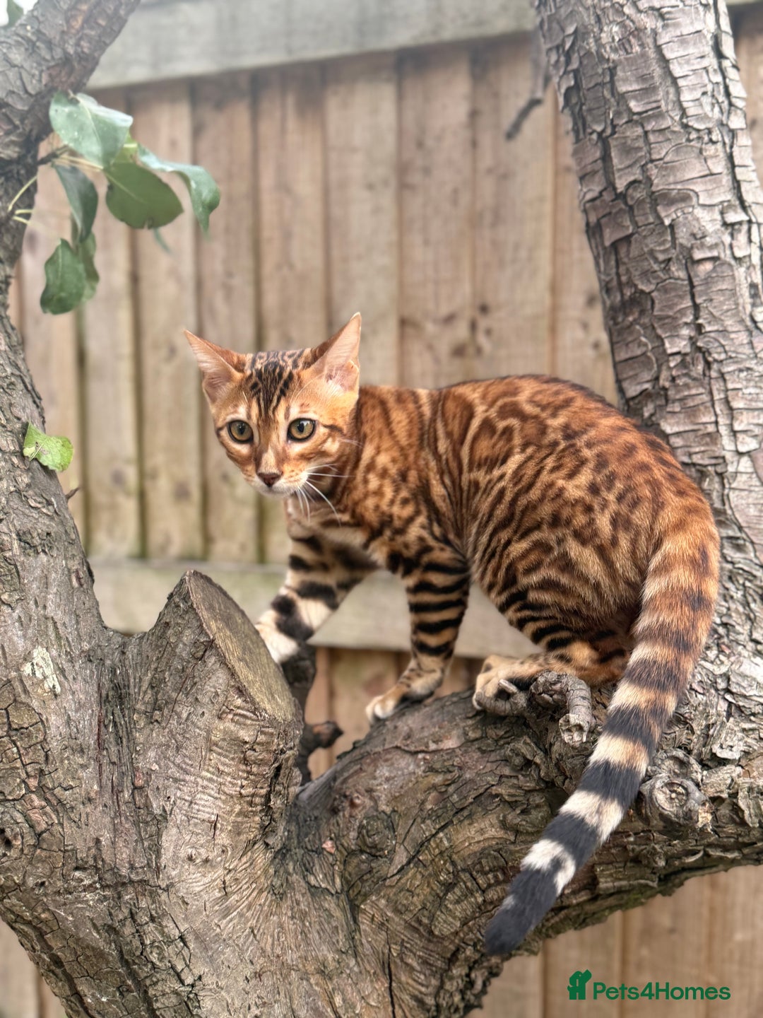 Bengal cats for sale: Female bengal kitten  - Image 1