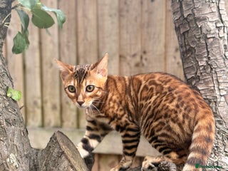 Bengal cats for sale - Advert 1