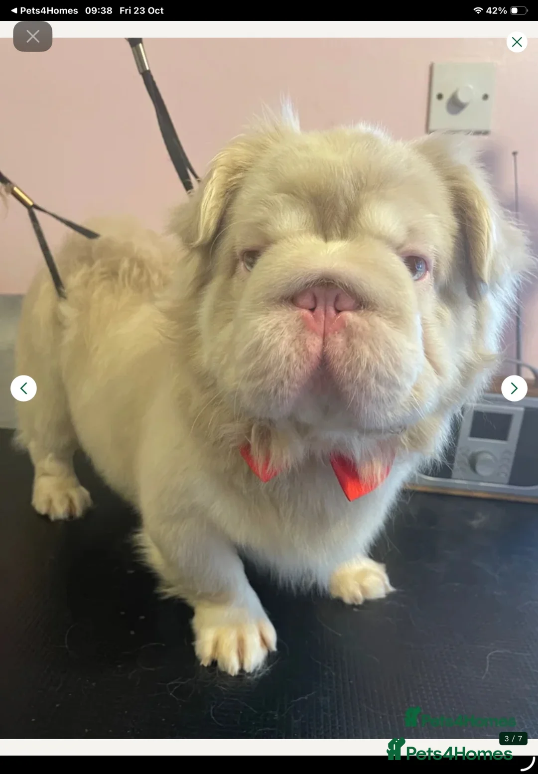 French Bulldog dogs for sale: KC fluffy pink boy for sale  - Advert 3