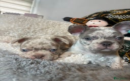 French Bulldog dogs for sale: Stunning Newshade French Bulldog Puppies - Image 3