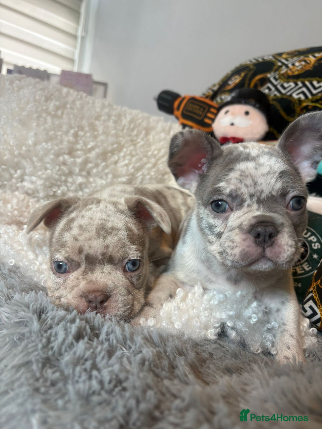 French Bulldog dogs for sale: Stunning Newshade French Bulldog Puppies - Image 3