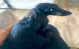 Miniature Dachshund dogs for sale: Adorable kc mini l/h  boy looking for his home .  - Image 33