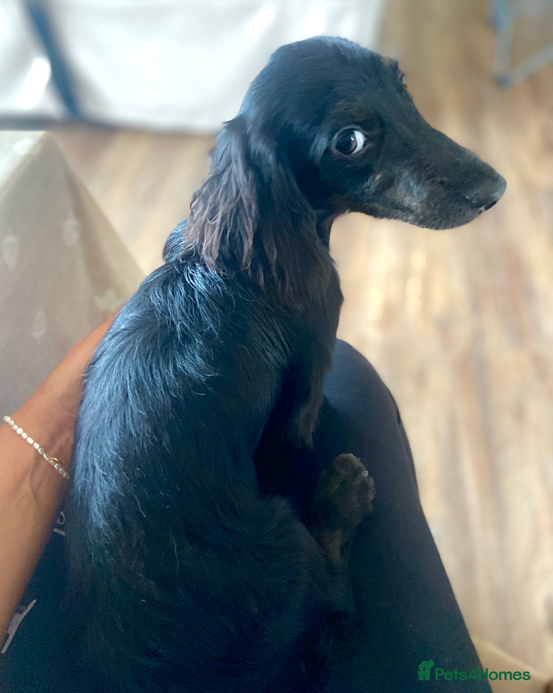 Miniature Dachshund dogs for sale: Adorable kc mini l/h  boy looking for his home .  - Image 33