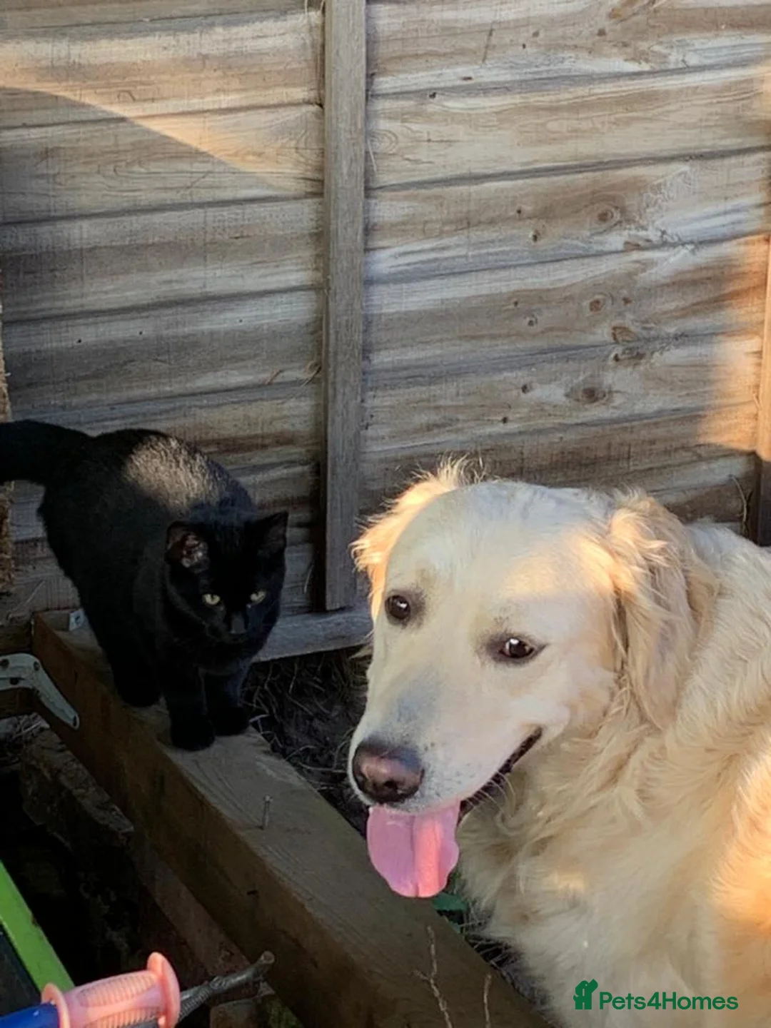 Golden Retriever dogs for sale: Wonderful well-socialised girl, health checked - Advert 2