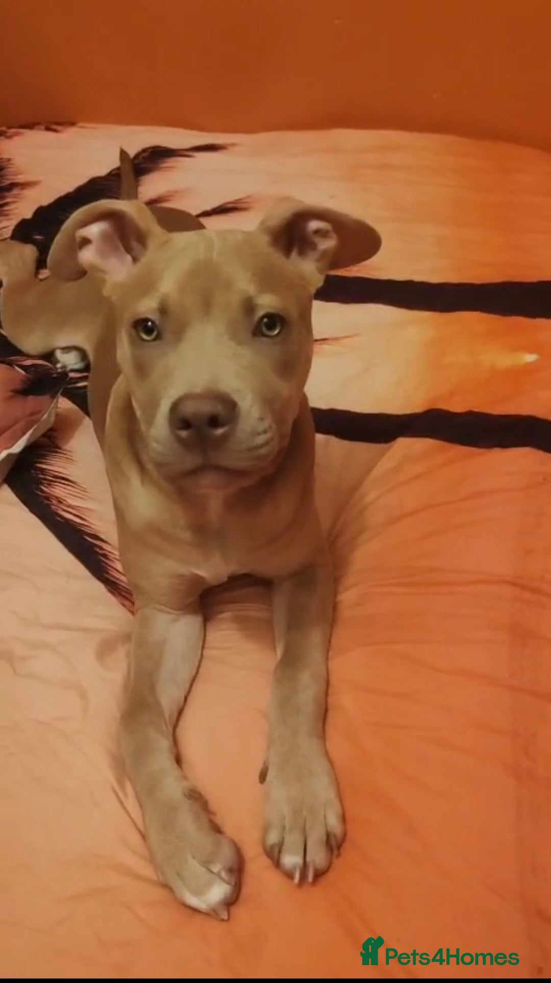 Mixed Breed dogs for sale: 10 month pup looking for forever loving home  - Advert 4