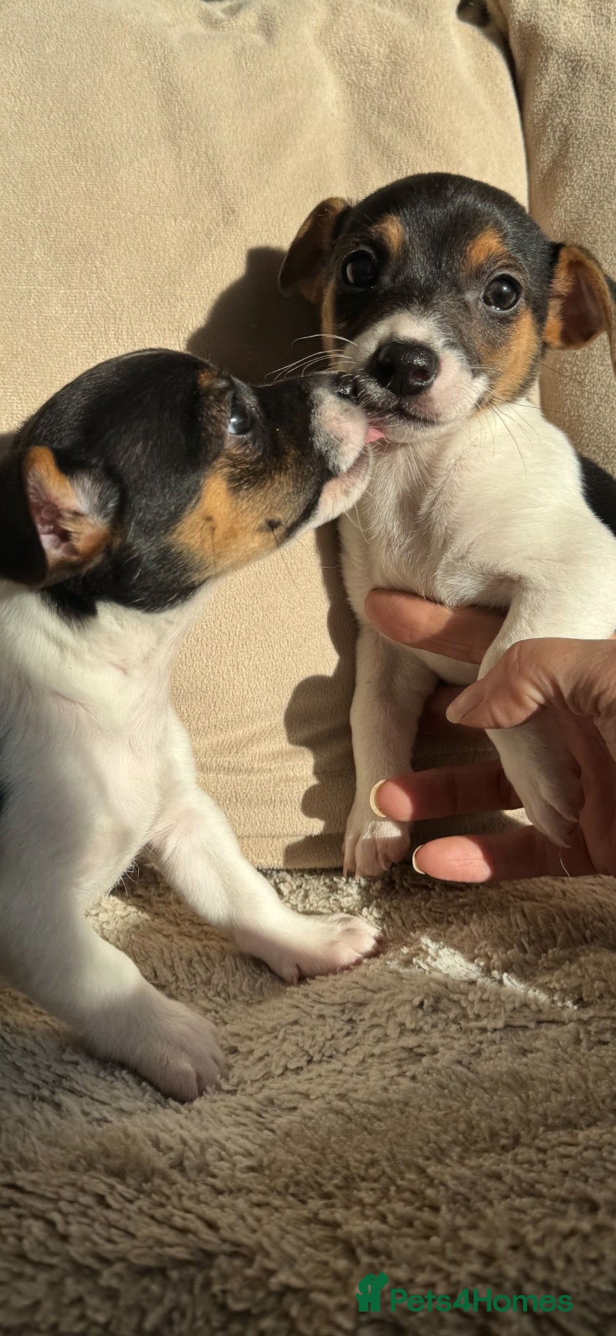Jack Russell dogs for sale: Short legged Jack Russel puppies   - Advert 8