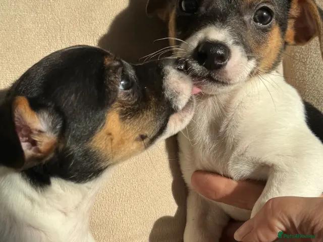 Jack Russell dogs for sale: Short legged Jack Russel puppies - Advert 8