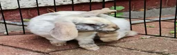 Mini Lop rabbits for sale: 2 young female bonded rabbits - Advert 2