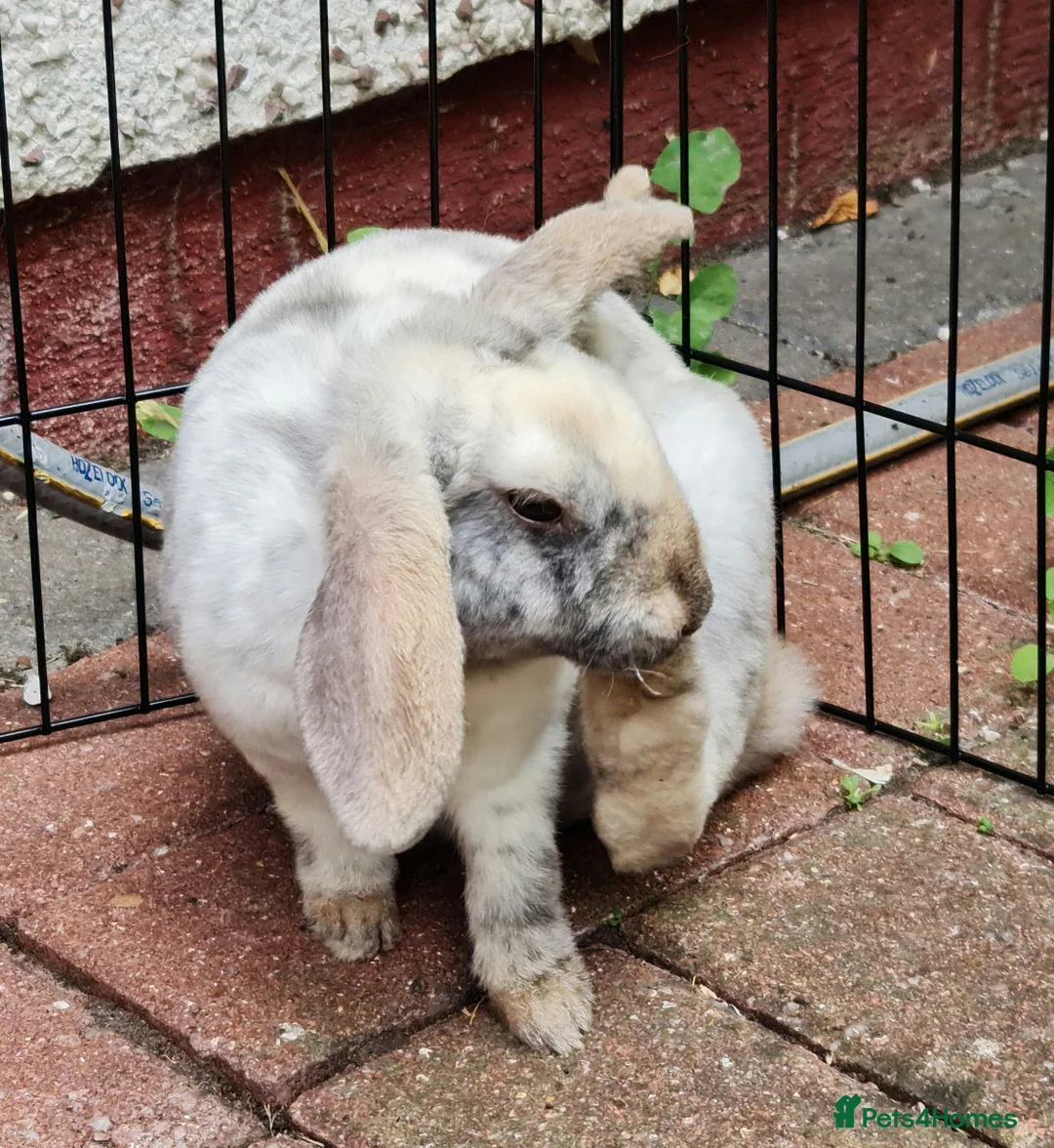 Mini Lop rabbits for sale: 2 young female bonded rabbits - Advert 2