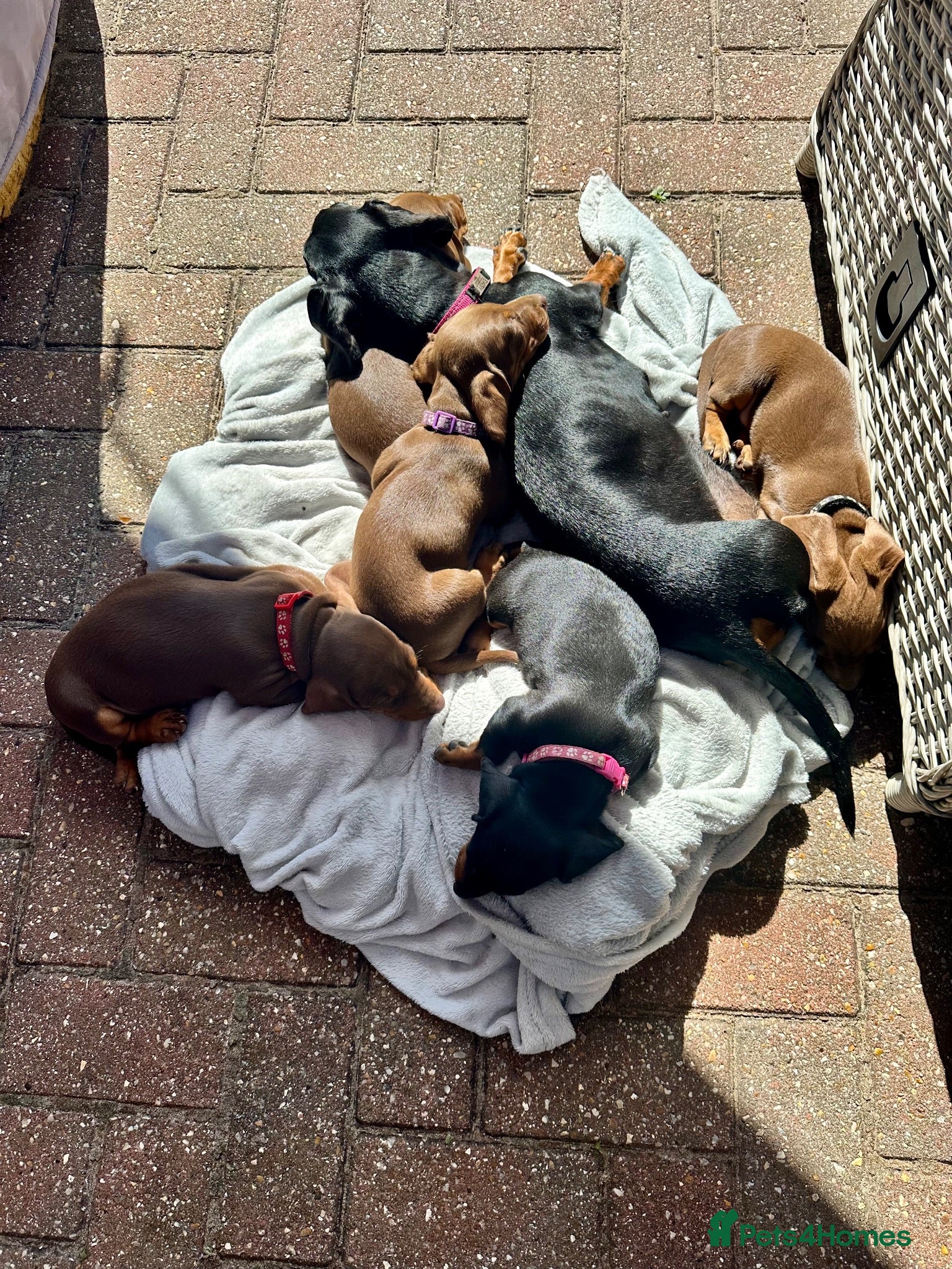 Miniature Dachshund dogs KC REG Miniature Smooth Short Haired Dachshunds - Advert 2