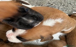 Boxer dogs for sale: 5 STAR LICENSE BREDDER   22 years experience  - Image 8
