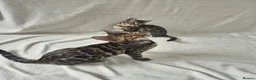 Bengal cats for sale: Purebred SUPER CUDDLY Bengal kittens! ONE LEFT!  - Advert 8