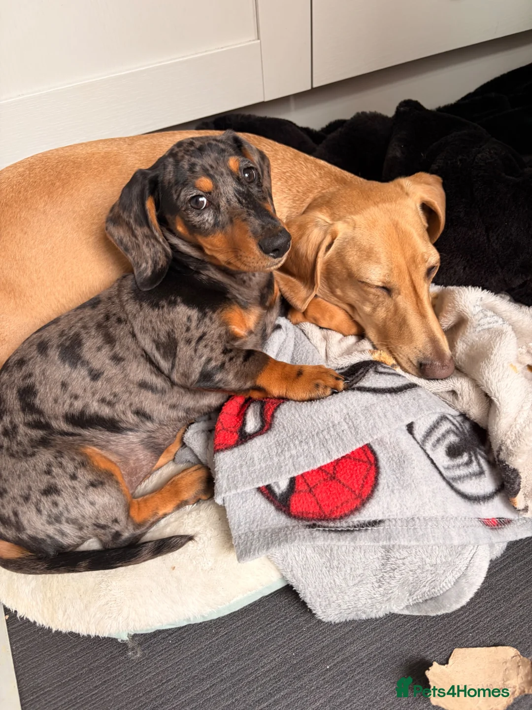 Miniature Dachshund dogs for sale: Beautiful Smooth hair silver dapple  - Advert 7