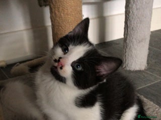 Domestic Shorthair cats 1 beautiful girl left - Advert 3