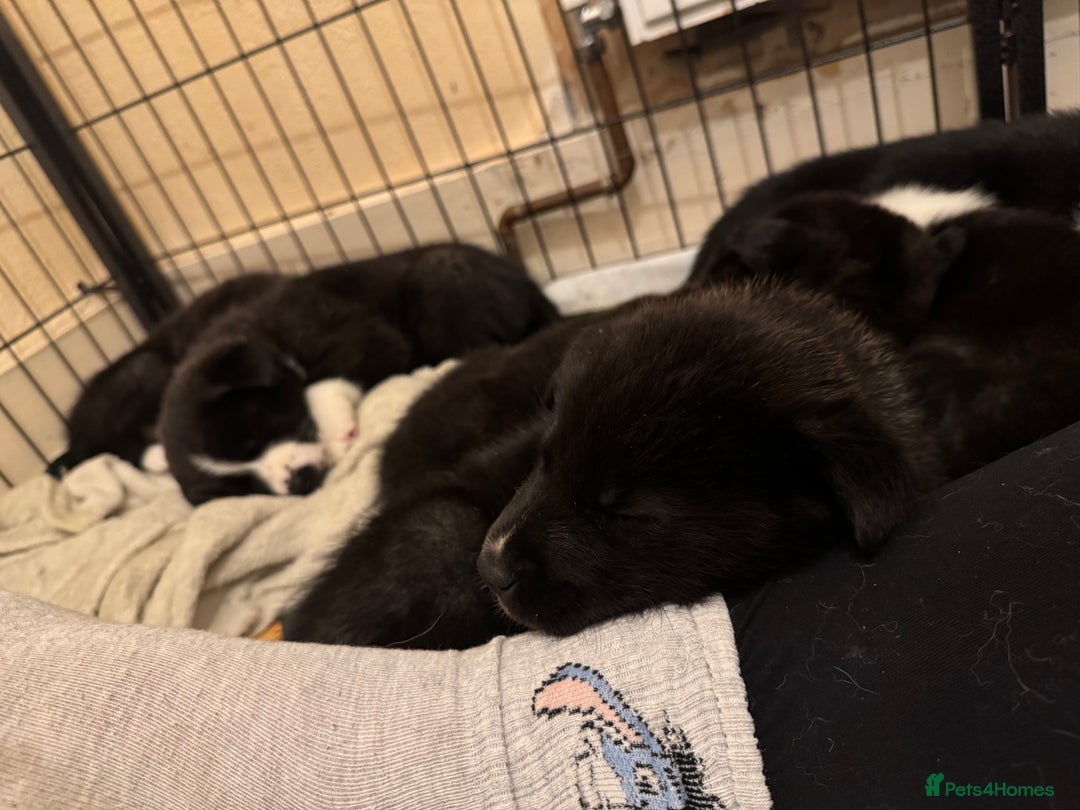 Akita dogs for sale: Black Mask American Akita Puppies - Advert 5