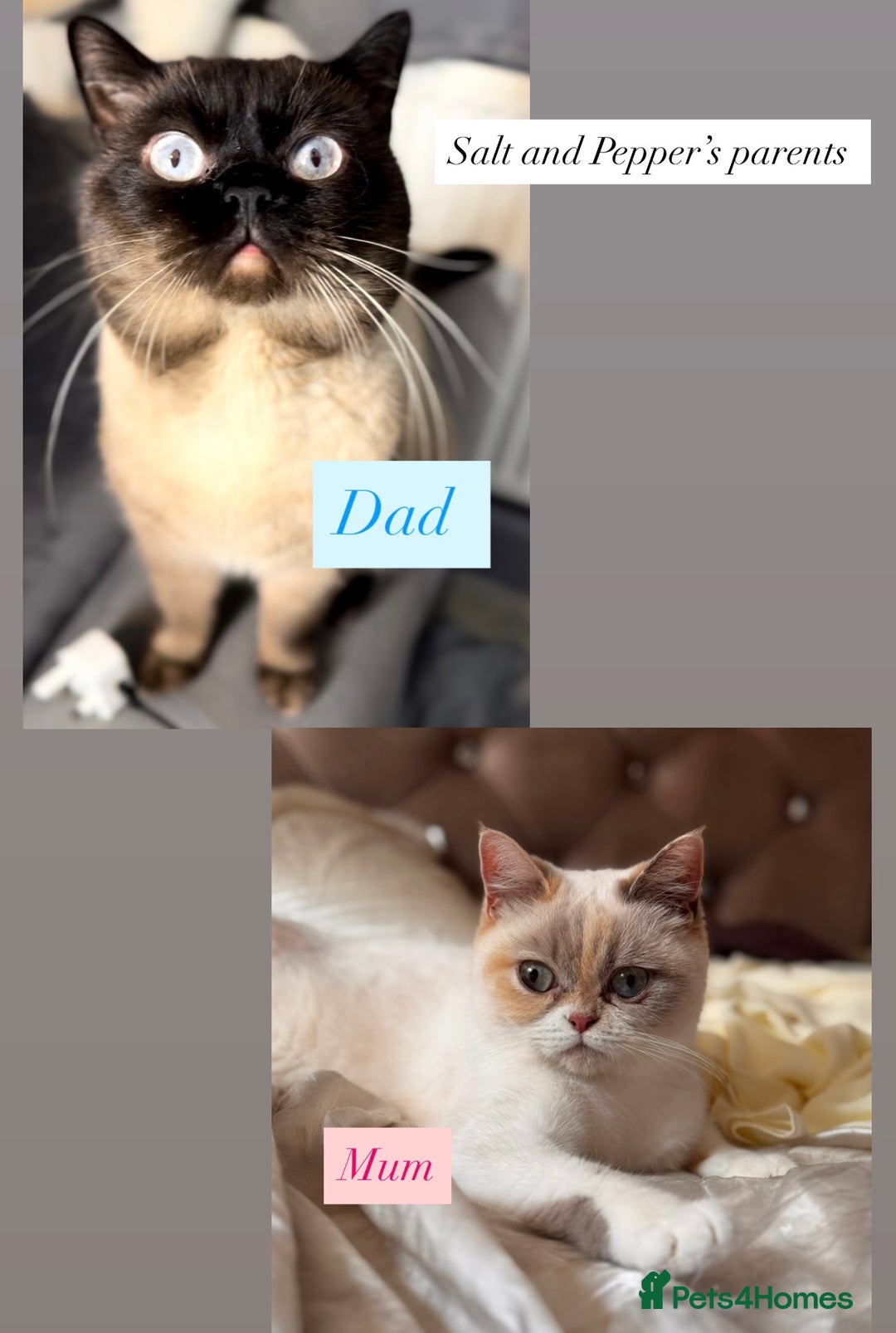 British Shorthair cats for sale: RARE Tortie/Colourpoint British shorthair kittens  - Advert 6