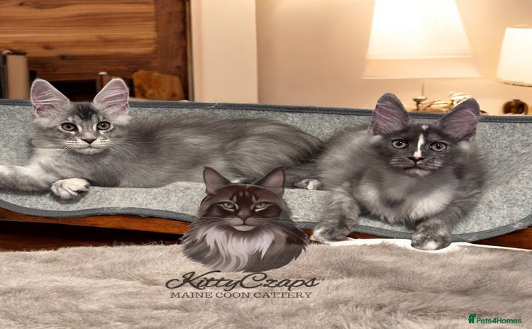 Maine Coon cats for sale - Advert 1