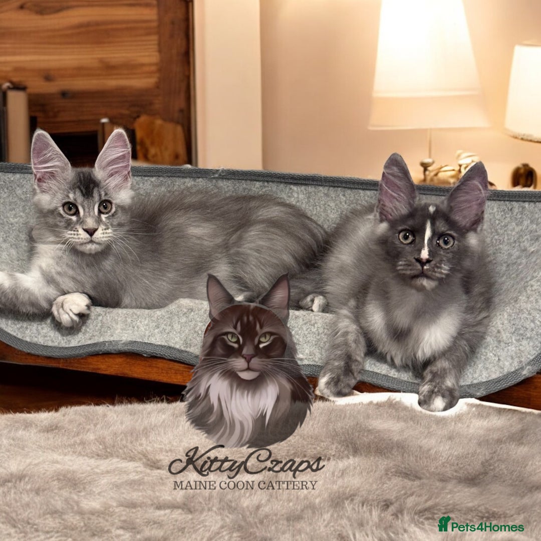 Maine Coon cats for sale: 🌟🌟Beautiful Maine Coon kittens 🌟🌟 - Image 1