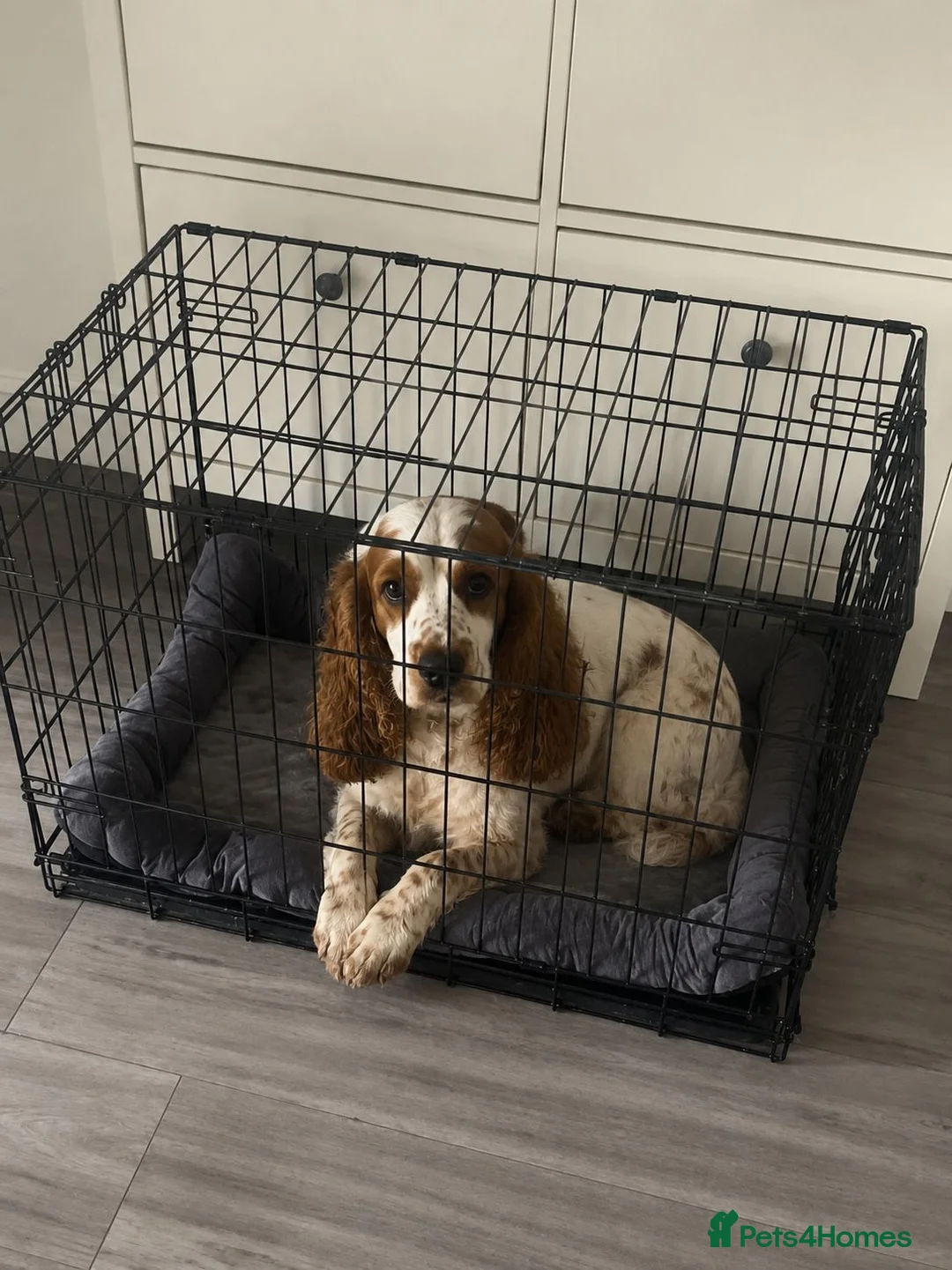 Cockapoo dogs for sale: Beautiful Cockapoo Puppies 3 Available 6 Weeks Old in Manchester - Advert 1