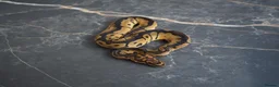 Python Snake reptiles for sale: Ball python  in Gosport - Advert 5