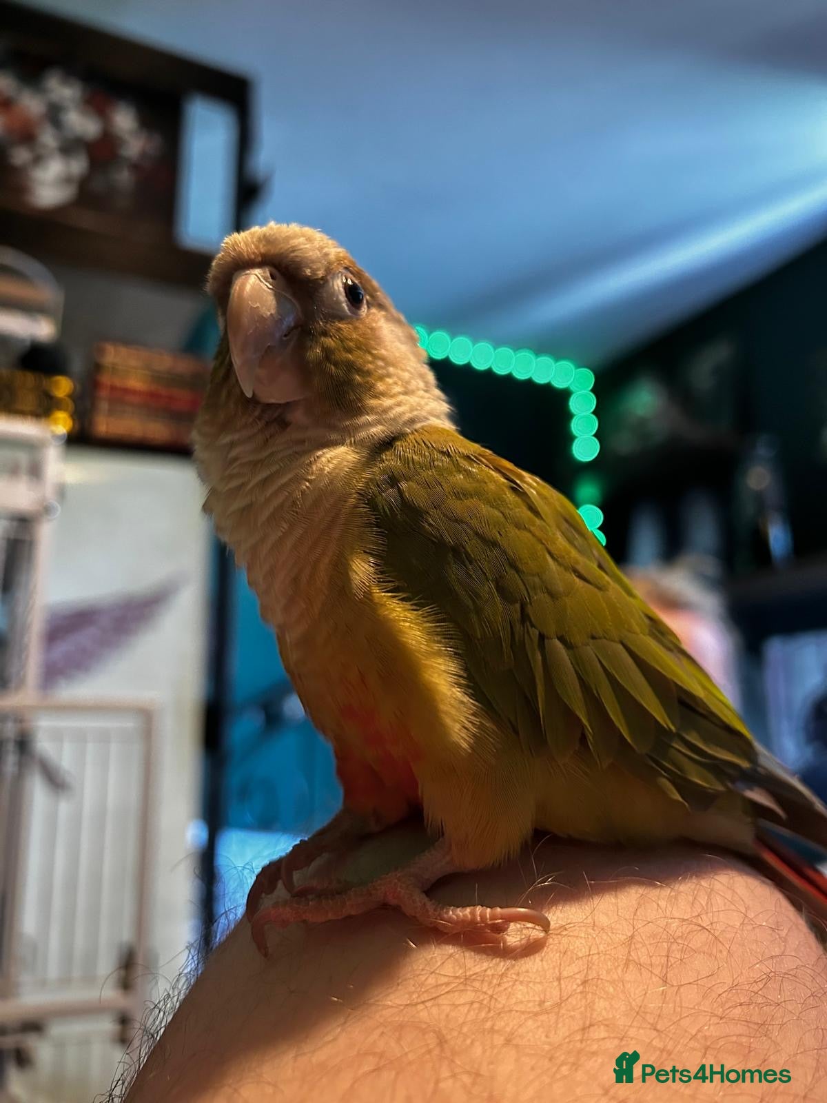 Conures birds Beautiful 1-Year-Old Conure Very Tame & Talkative - Advert 10
